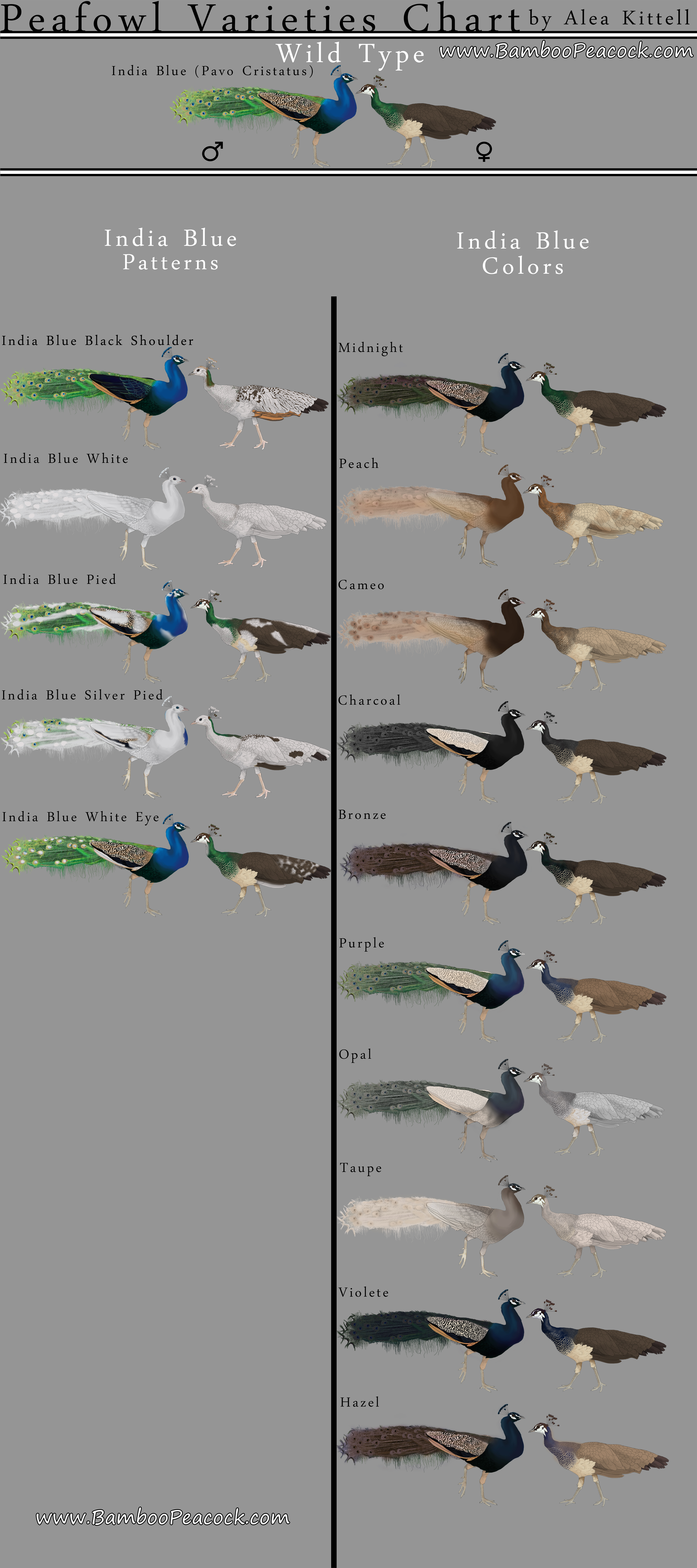 Indian Peafowl Varieties Chart